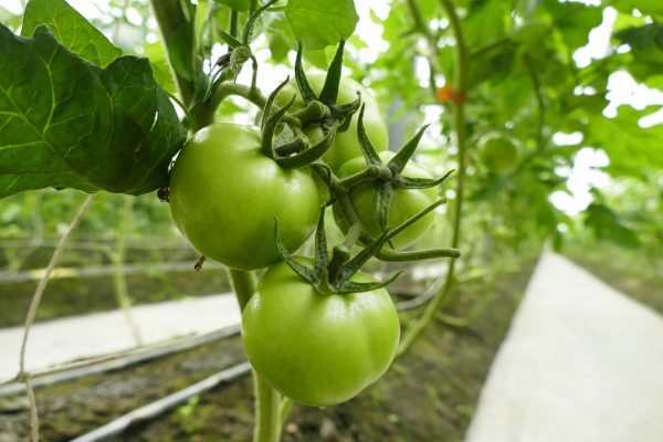 2-4友善種植的牛番茄，果實飽滿